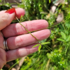 Glycine clandestina at QPRC LGA - 22 Mar 2024