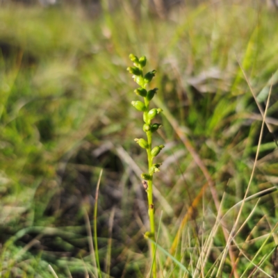 Microtis parviflora (Slender Onion Orchid) at Captains Flat, NSW - 22 Mar 2024 by Csteele4