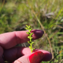 Microtis parviflora at QPRC LGA - 22 Mar 2024