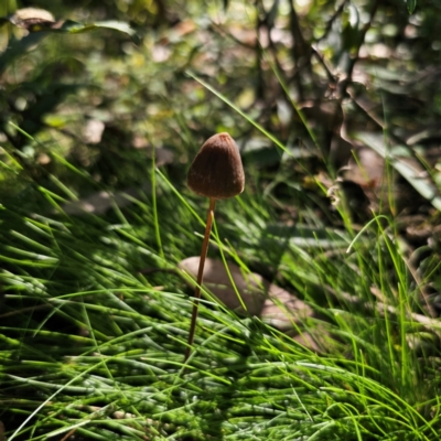 Conocybe filaris at Farringdon, NSW - 22 Mar 2024 by Csteele4