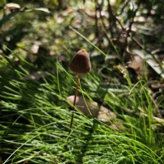 Unidentified Cap on a stem; gills below cap [mushrooms or mushroom-like] at Farringdon, NSW - 22 Mar 2024 by Csteele4