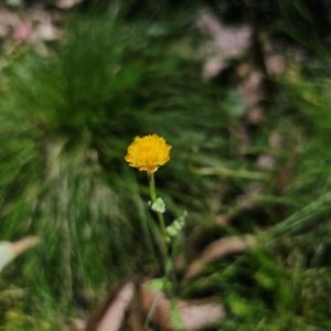 Coronidium monticola at QPRC LGA - 22 Mar 2024