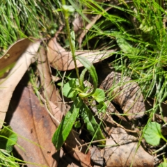 Coronidium monticola at QPRC LGA - 22 Mar 2024 01:58 PM