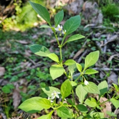 Solanum nigrum (Black Nightshade) at QPRC LGA - 22 Mar 2024 by Csteele4