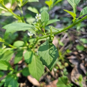 Solanum nigrum at QPRC LGA - 22 Mar 2024 01:30 PM