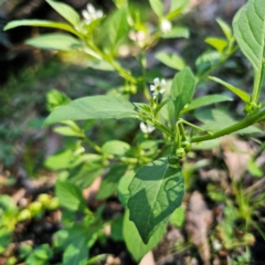 Solanum nigrum at QPRC LGA - 22 Mar 2024 01:30 PM