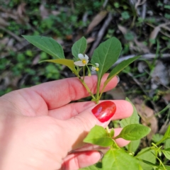 Solanum nigrum at QPRC LGA - 22 Mar 2024 01:30 PM