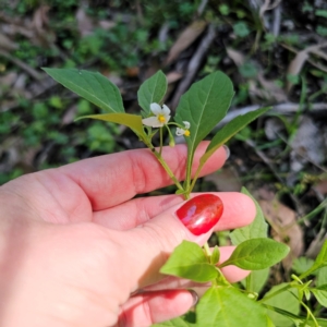 Solanum nigrum at QPRC LGA - 22 Mar 2024