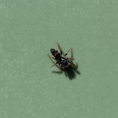 Apricia jovialis (Jovial jumping spider) at Molonglo River Reserve - 22 Mar 2024 by SteveBorkowskis