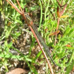 Austroagrion watsoni at Mulligans Flat - 22 Mar 2024 11:19 AM