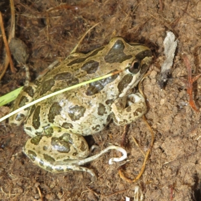 Limnodynastes tasmaniensis (Spotted Grass Frog) at Mulligans Flat - 21 Mar 2024 by Christine