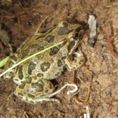 Limnodynastes tasmaniensis at Mulligans Flat - 22 Mar 2024