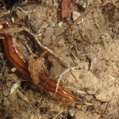 Anzoplana trilineata (A Flatworm) at Bonner, ACT - 21 Mar 2024 by Christine