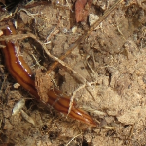 Anzoplana trilineata at Mulligans Flat - 22 Mar 2024 10:56 AM