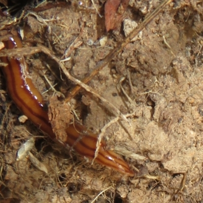 Anzoplana trilineata (A Flatworm) at Mulligans Flat - 21 Mar 2024 by Christine