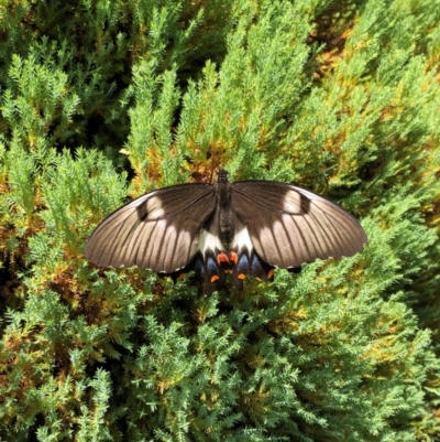 Papilio aegeus (Orchard Swallowtail, Large Citrus Butterfly) at QPRC LGA - 8 Feb 2024 by AmyT