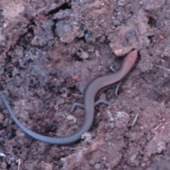 Lampropholis delicata (Delicate Skink) at Bonner, ACT - 21 Mar 2024 by Christine