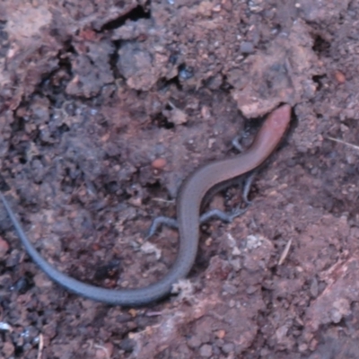 Lampropholis delicata (Delicate Skink) at Mulligans Flat - 21 Mar 2024 by Christine