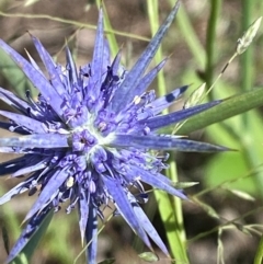 Eryngium ovinum (Blue Devil) at Hume, ACT - 1 Feb 2024 by Tapirlord