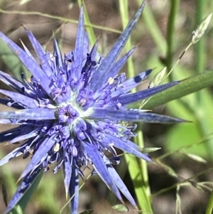 Eryngium ovinum at Jerrabomberra Grassland - 2 Feb 2024 10:52 AM