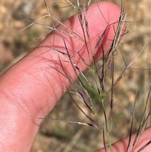 Aristida jerichoensis var. subspinulifera at Uriarra Village, ACT - 1 Feb 2024