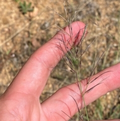 Aristida jerichoensis var. subspinulifera at Uriarra Village, ACT - 1 Feb 2024