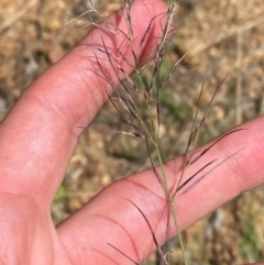 Aristida jerichoensis var. subspinulifera at Uriarra Village, ACT - 1 Feb 2024