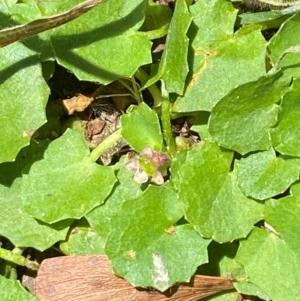 Centella asiatica at Uriarra Village, ACT - 1 Feb 2024 12:20 PM