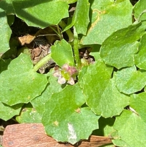 Centella asiatica at Uriarra Village, ACT - 1 Feb 2024 12:20 PM