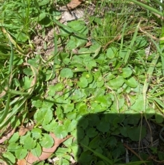 Centella asiatica at Uriarra Village, ACT - 1 Feb 2024 12:20 PM