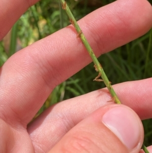 Hemarthria uncinata at Uriarra Village, ACT - 1 Feb 2024