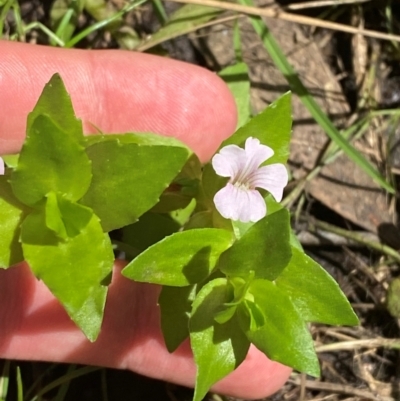 Gratiola peruviana (Australian Brooklime) at Uriarra Village, ACT - 1 Feb 2024 by Tapirlord