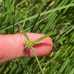 Cyperus sphaeroideus at Uriarra Village, ACT - 1 Feb 2024