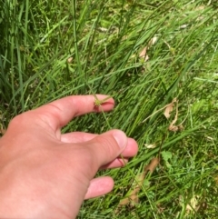 Cyperus sphaeroideus at Uriarra Village, ACT - 1 Feb 2024