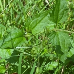 Veronica grosseserrata at Uriarra Village, ACT - 1 Feb 2024