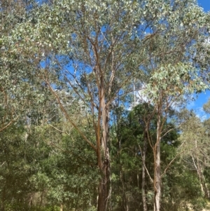 Eucalyptus camphora subsp. humeana at Uriarra Village, ACT - 1 Feb 2024