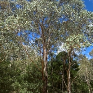 Eucalyptus camphora subsp. humeana at Uriarra Village, ACT - 1 Feb 2024