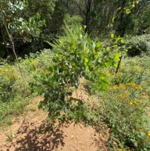 Eucalyptus camphora subsp. humeana at Uriarra Village, ACT - 1 Feb 2024