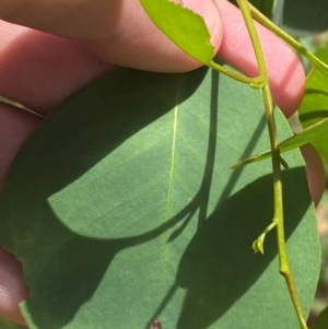 Eucalyptus camphora subsp. humeana at Uriarra Village, ACT - 1 Feb 2024