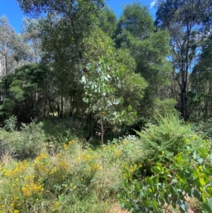 Eucalyptus camphora subsp. humeana at Uriarra Village, ACT - 1 Feb 2024