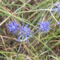 Eryngium ovinum (Blue Devil) at Crace Grasslands - 30 Jan 2024 by Tapirlord