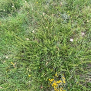 Pultenaea subspicata at Crace Grasslands - 31 Jan 2024