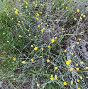 Calocephalus citreus at Crace Grasslands - 31 Jan 2024