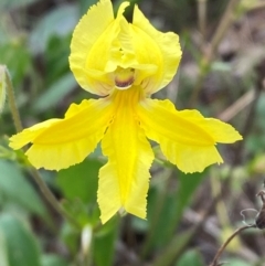 Goodenia paradoxa (Spur Goodenia) at Crace Grasslands - 31 Jan 2024 by Tapirlord