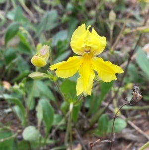 Velleia paradoxa at Crace Grasslands - 31 Jan 2024