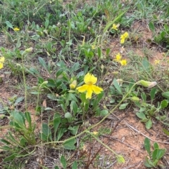 Goodenia paradoxa at Crace Grasslands - 31 Jan 2024