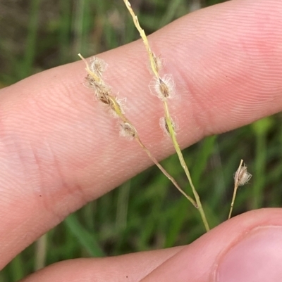 Digitaria brownii (Cotton Panic Grass) at Molonglo River Reserve - 29 Jan 2024 by Tapirlord