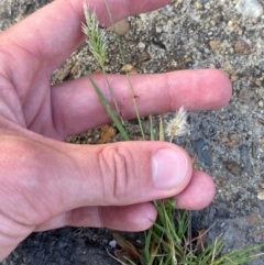 Enneapogon nigricans (Nine-awn Grass, Bottlewashers) at Mitchell, ACT - 30 Jan 2024 by Tapirlord