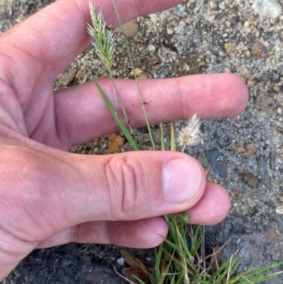 Enneapogon nigricans (Nine-awn Grass, Bottlewashers) at Mitchell, ACT - 29 Jan 2024 by Tapirlord