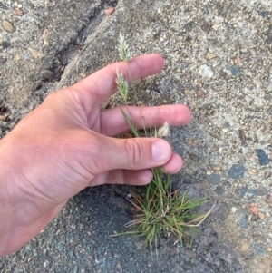 Enneapogon nigricans at Mitchell, ACT - 30 Jan 2024 07:41 AM